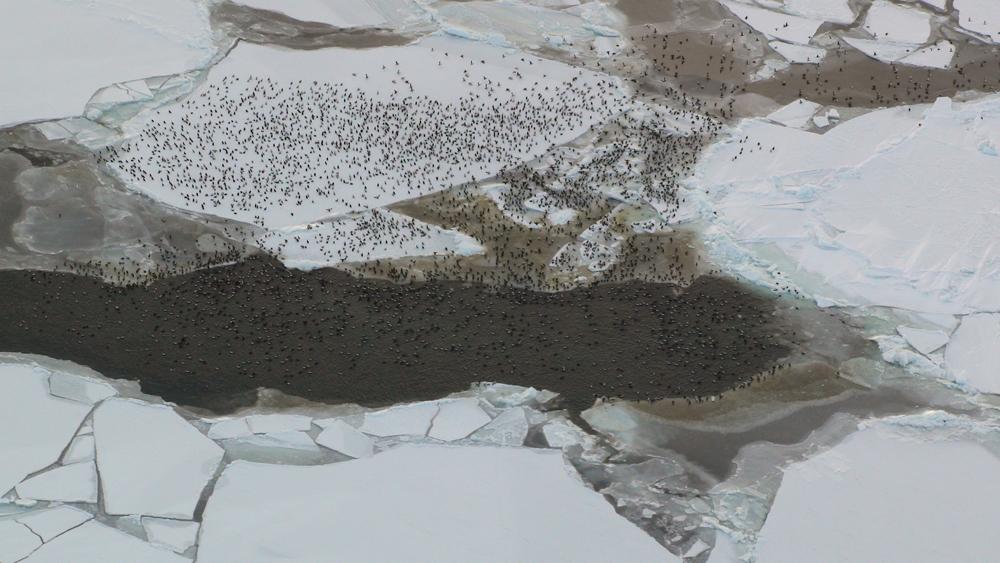 Spectacled eiders rafts birds overwintering Bering sea