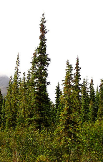 Boreal Forest Growth science videos released