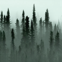 Boreal Forest Growth