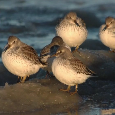 Rock sandpipers in Alaska videos science