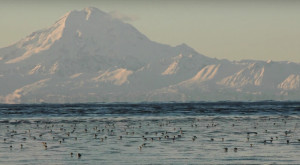 Over time shorebirds tell us about climate change