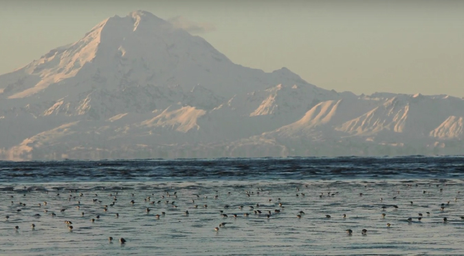 Phenotypic plasticity traits Rock Sandpiper shorebird Alaska ice