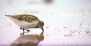 Animal ambassador shorebirds depend on worldwide habitats