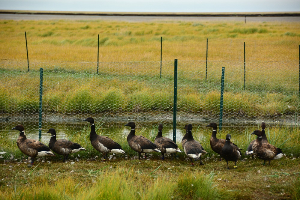 Climate change geese measuring carbon greenhouses gasses Yukon Delta