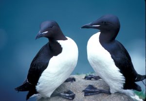 Thick-billed Murres (Uria lomvia) in Alaska refuge. / Courtesy United States Fish and Wildlife Service