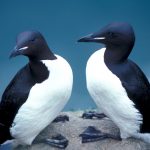 Oiled seabirds needed more than just dish soap